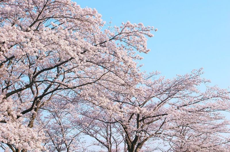 Photo: SAKURA